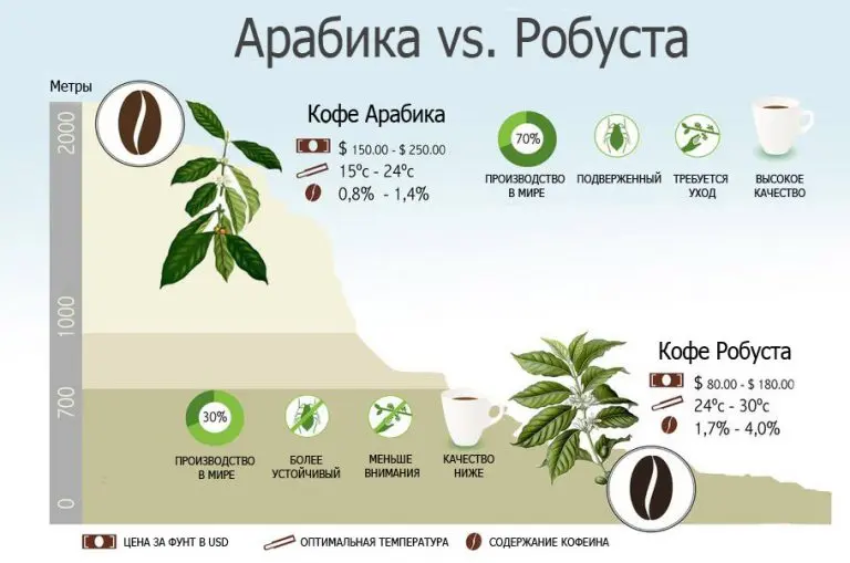 Арабика или робуста что и как выбрать